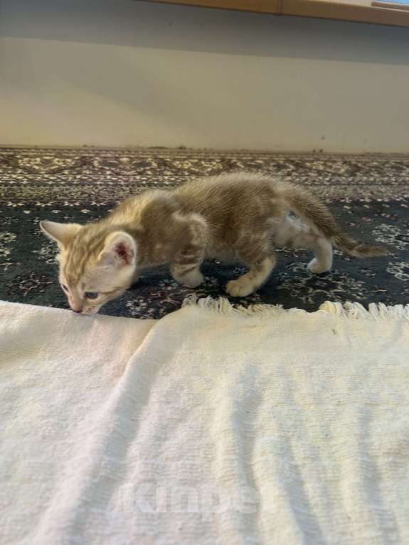 Кошки в Казани: Линкс розетка  Девочка, 35 000 руб. - фото 5