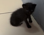 Кошки в Батайске: Котята в добрые руки Мальчик, Бесплатно - фото 7