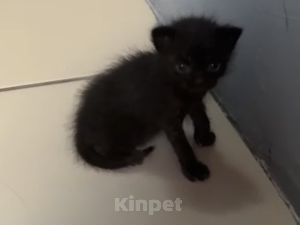 Кошки в Батайске: Котята в добрые руки Мальчик, Бесплатно - фото 7