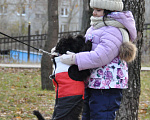 Собаки в Нижнем Новгороде: подрощенный мальчик черного цвергшнауцера Мальчик, 35 000 руб. - фото 4