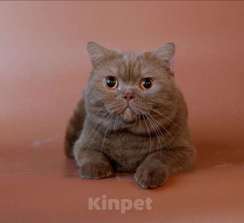 Кошки в Воронеже: Циннамон  Мальчик, 100 000 руб. - фото 2