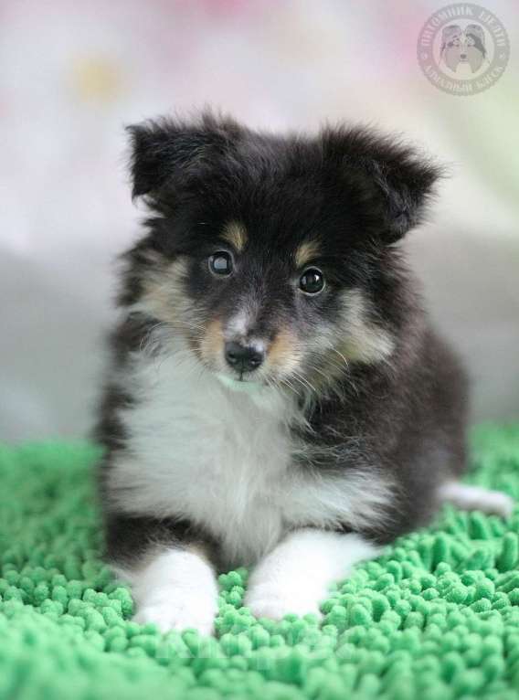 Собаки в Москве: Весёлая девица  Девочка, Бесплатно - фото 1