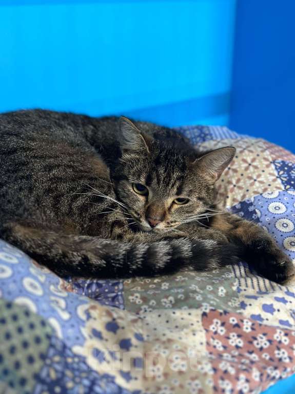 Кошки в Москве: Кошечка Пеппер и её взгляд Девочка, Бесплатно - фото 4