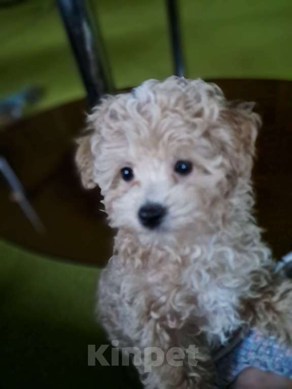 Собаки в Сочи: Щенки Примиум класса Мальчик, 150 000 руб. - фото 3