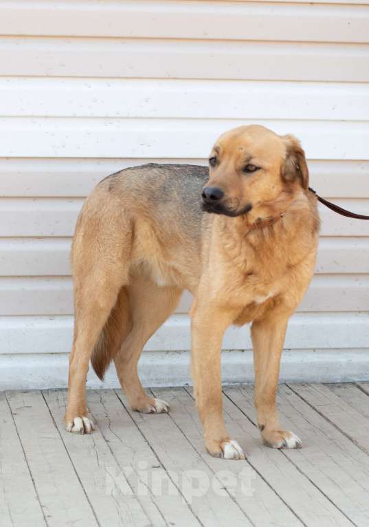 Собаки в Москве: Пес с волшебным носом Мальчик, Бесплатно - фото 4