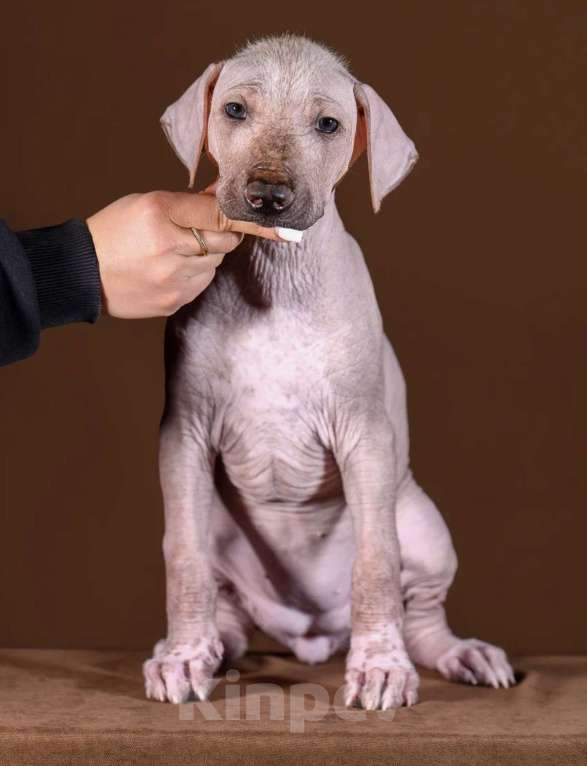 Собаки в Рыбинске: В продаже щенок ксолоитцкуинтли стандартного размера Девочка, 120 000 руб. - фото 3