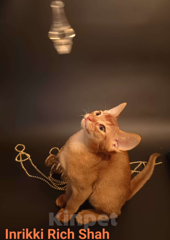 Кошки в Москве: Премиальные абиссинские котята Мальчик, 95 000 руб. - фото 4