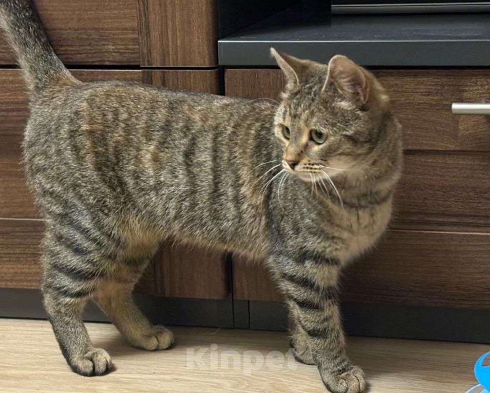 Кошки в Москве: Котенка выкинули на улицу! Срочный поиск дома! Девочка, Бесплатно - фото 2