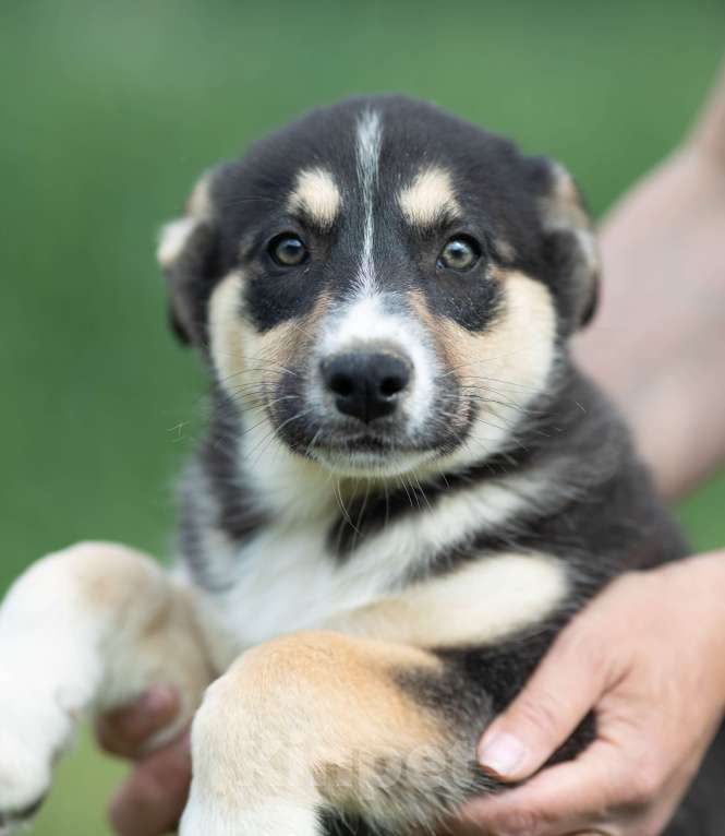 Собаки в Москве: Мира, щенок егоза-непоседа Девочка, Бесплатно - фото 4