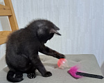 Кошки в Краснодаре: КОТЁНОК В ДОБРЫЕ РУКИ Мальчик, Бесплатно - фото 4