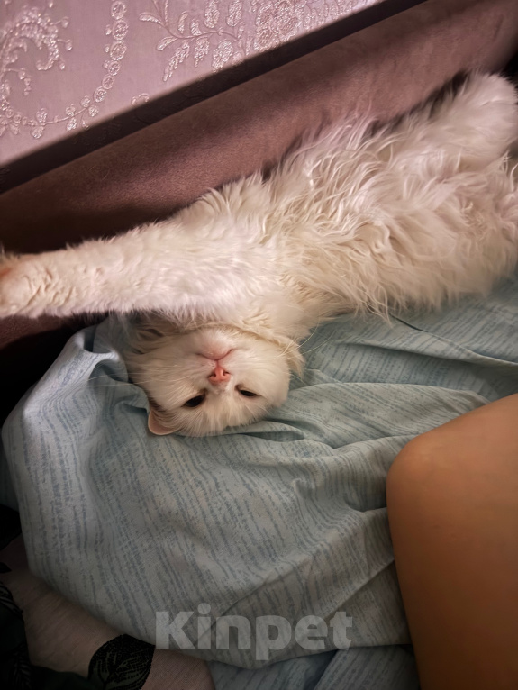 Кошки в Томске: Отдаём кошку в добрые руки Девочка, Бесплатно - фото 2