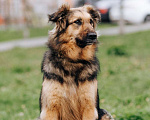 Собаки в Москве: Брусника Девочка, Бесплатно - фото 2