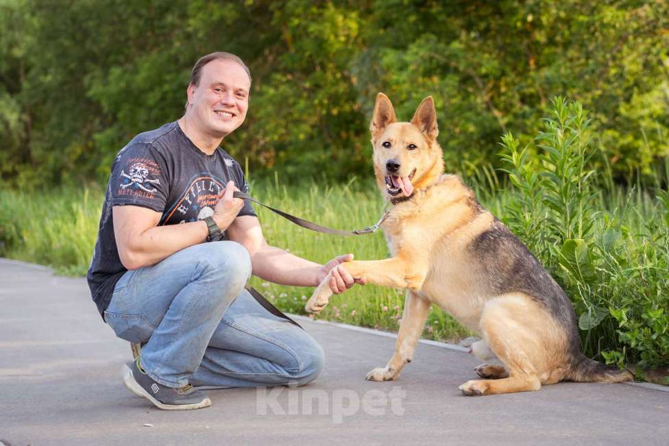 Собаки в Москве: Лорд ищет дом Мальчик, Бесплатно - фото 5