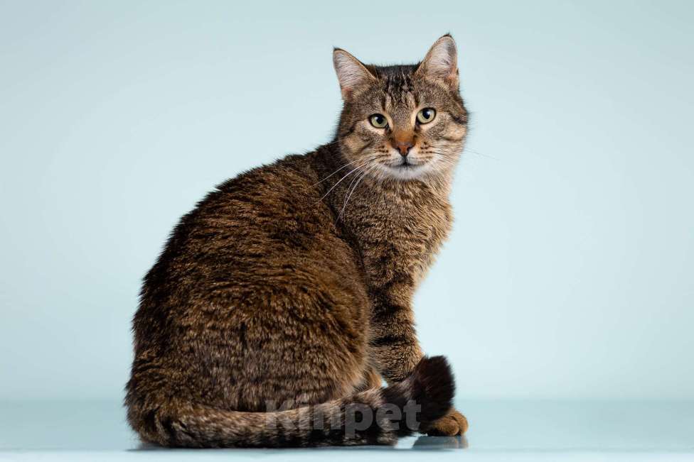 Кошки в Москве: Турецкая кошечка Куалиста мечтает о доме!  Девочка, Бесплатно - фото 2