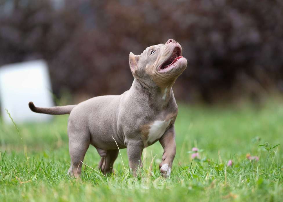 Собаки в Санкт-Петербурге: Предлагаются к продаже щенки американского булли  Мальчик, 100 000 руб. - фото 6