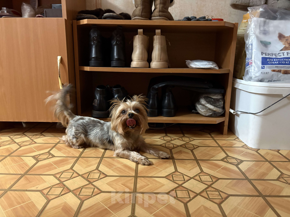 Собаки в Краснодаре: Щенки йоркширского терьера, мини,бейби фейс Девочка, 20 000 руб. - фото 4