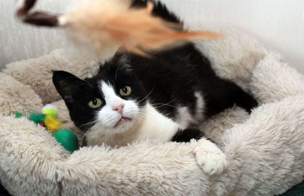 Кошки в Калуге: Феличита из магазина ищет дом. Молодая кошечка в добрые руки. Девочка, Бесплатно - фото 8