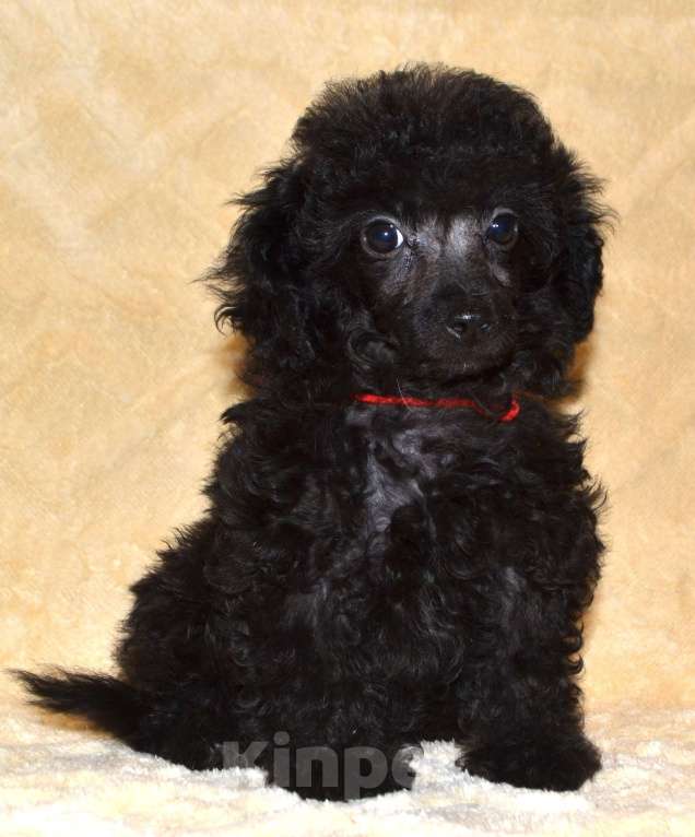 Собаки в Глазове: Оладушка той пудель СКОР Девочка, 50 000 руб. - фото 2