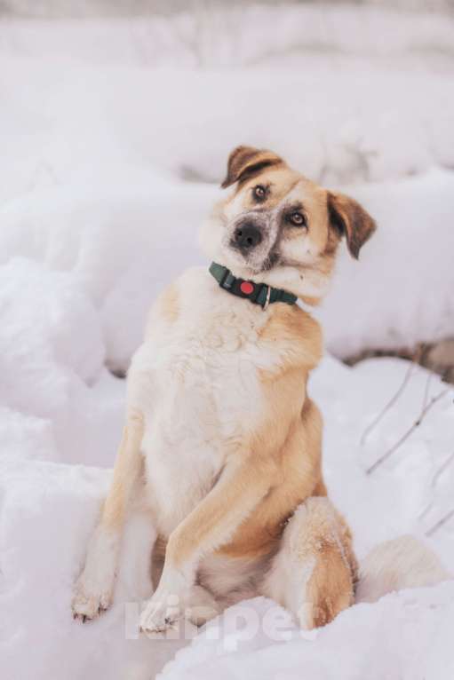 Собаки в Москве: Плюш Мальчик, Бесплатно - фото 5