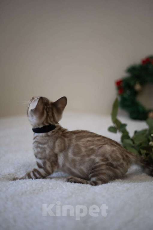 Кошки в Нижнекамске: Атлас Мальчик, Бесплатно - фото 2