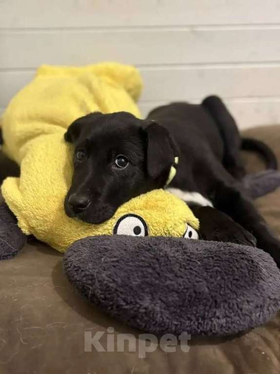 Собаки в Москве: Ищут дом чудесные щенки Арчи, Оскар и Тея. Мальчик, Бесплатно - фото 5