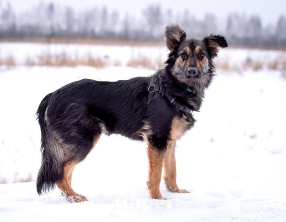Собаки в Москве: Пушистый ушастый мальчик Пряник в добрые руки Мальчик, 1 руб. - фото 3