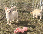 Собаки в Санкт-Петербурге: Кремовые чихуашки Девочка, 35 000 руб. - фото 1