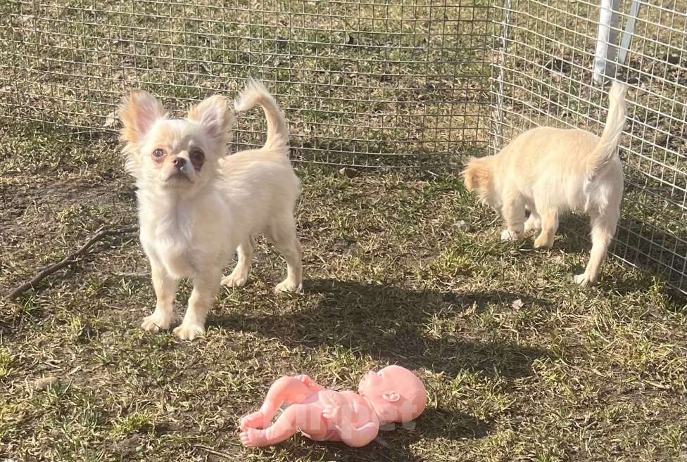 Собаки в Санкт-Петербурге: Кремовые чихуашки Девочка, 35 000 руб. - фото 1