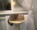 Кошки в Самаре: Вязка, 1 000 руб. - фото 1