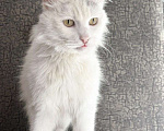 Кошки в Москве: Котик Раф ищет дом Мальчик, Бесплатно - фото 2