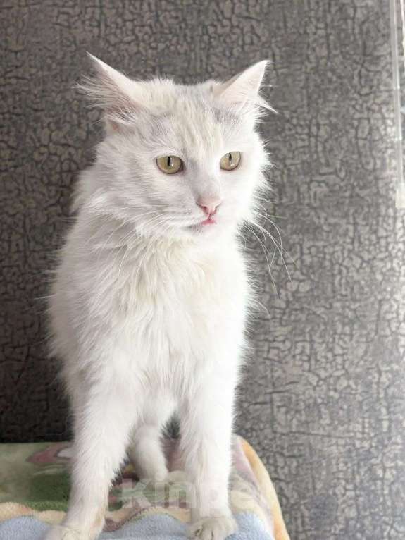 Кошки в Москве: Котик Раф ищет дом Мальчик, Бесплатно - фото 2