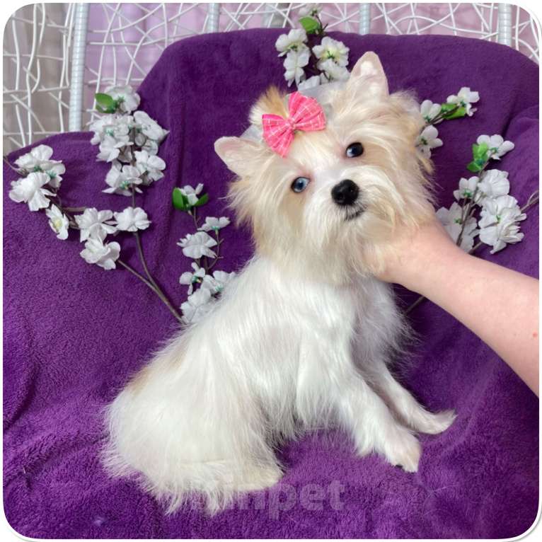 Собаки в Москве: Йоркширский терьер белый девочка голубоглазая Девочка, 120 000 руб. - фото 2