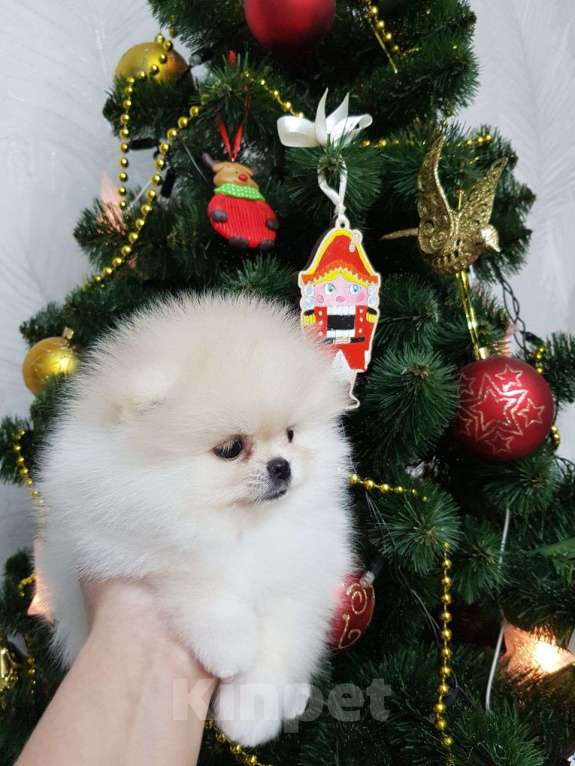 Собаки в Перми: Померанский шпиц Мальчик, 50 000 руб. - фото 4