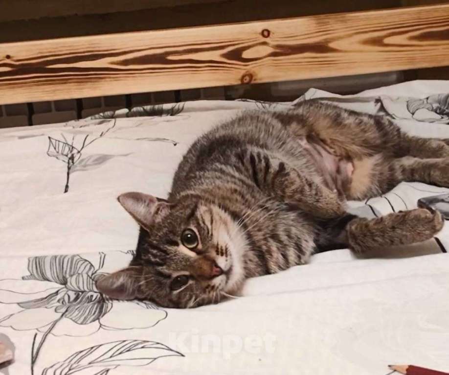 Кошки в Москве: Кошечка Пружинка в добрые руки.  Девочка, Бесплатно - фото 6