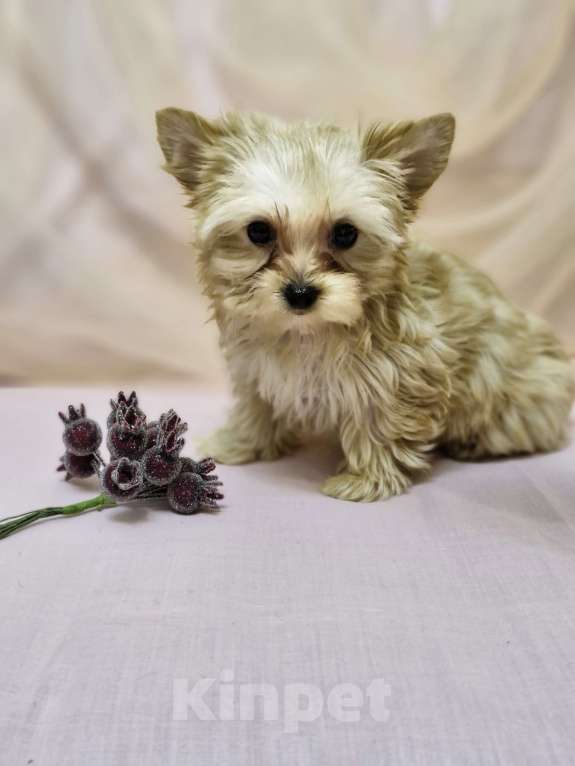 Собаки в Ростове-на-Дону: Голддаст йорк Мальчик, 20 000 руб. - фото 3