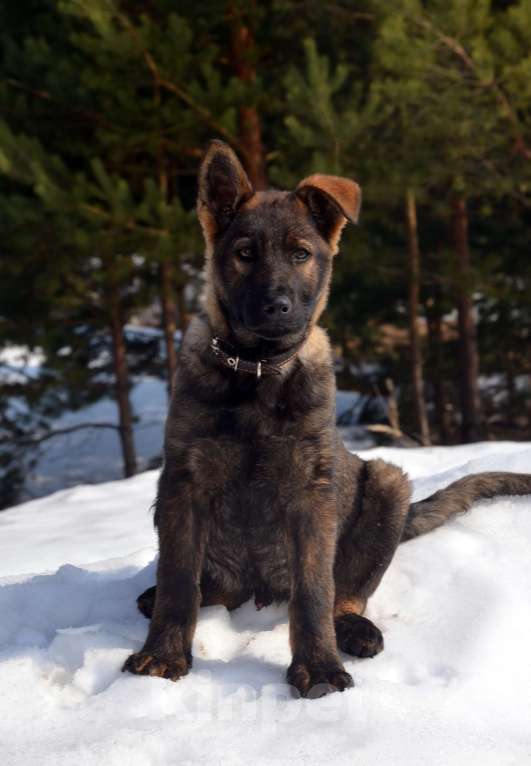 Собаки в Москве: Немецкая овчарка щенок кобель. Крови ГДР. Мальчик, 70 000 руб. - фото 2