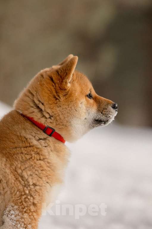 Собаки в Новосибирске: Предлагается щенок Сиба Ину Мальчик, 50 000 руб. - фото 2