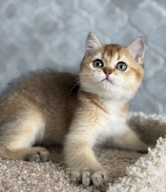 Кошки в Оренбурге: Котенок британский девочка ny25 Девочка, 30 000 руб. - фото 7