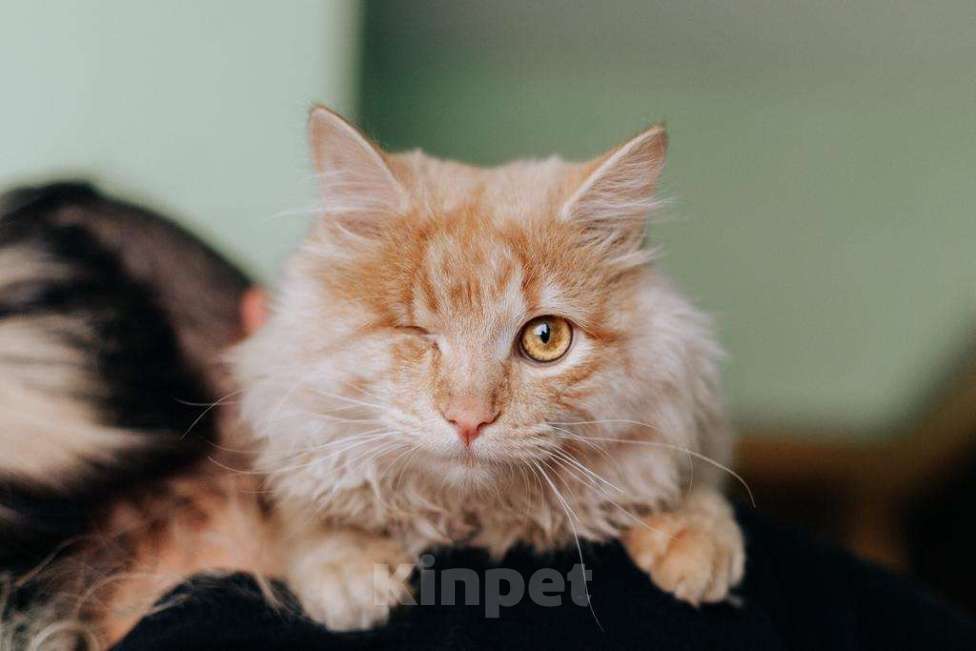 Кошки в Москве: Рыжий котик Мокки с одним глазиком ищет дом.  Мальчик, Бесплатно - фото 1