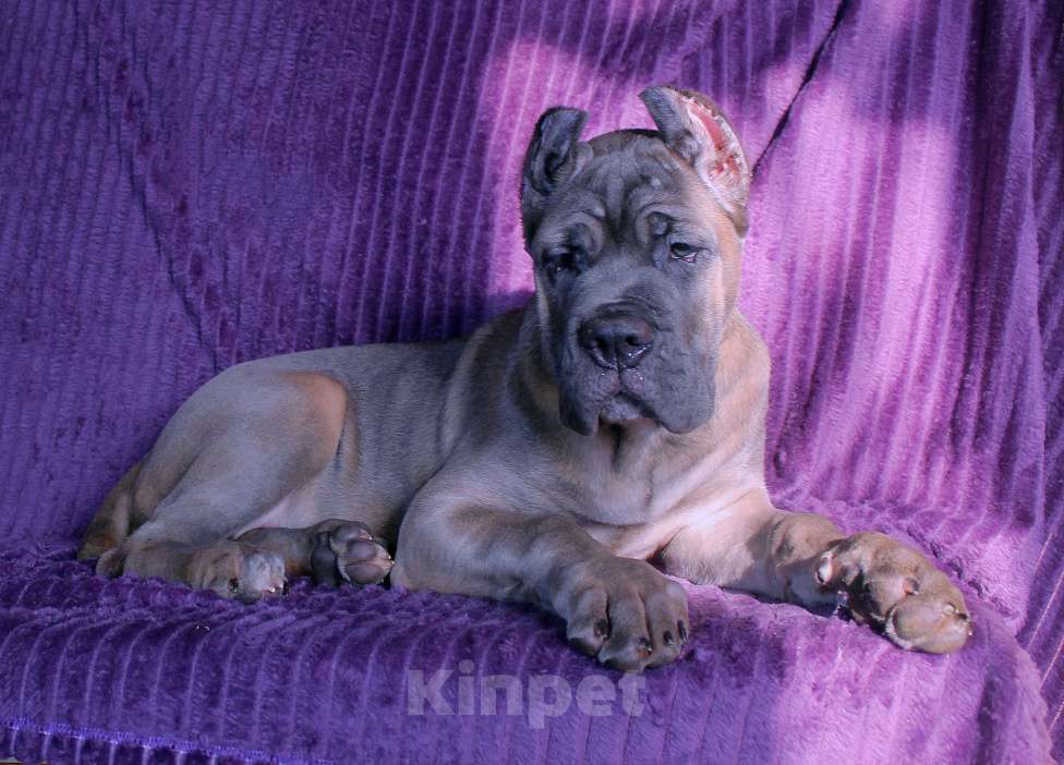 Собаки в Москве: Девочка корсо. Форментино Девочка, 120 000 руб. - фото 2