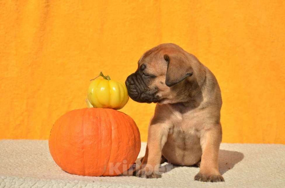 Собаки в Тобольске: Щенки бульмастифа Девочка, Бесплатно - фото 10