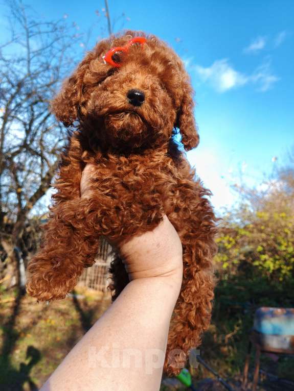 Собаки в Москве: Девочка той-пуделя с РКФ Девочка, 150 000 руб. - фото 4