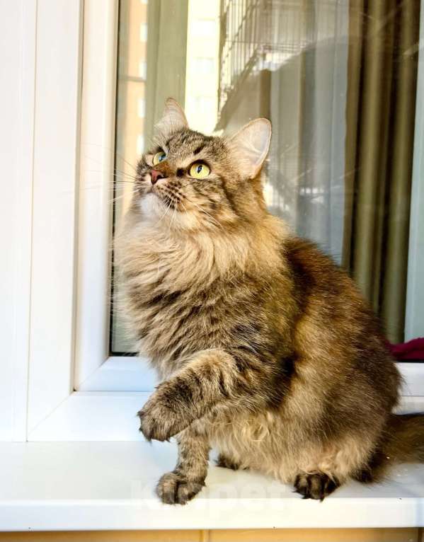 Кошки в Москве: Молодая пушистая кошечка Венди в добрые руки Девочка, Бесплатно - фото 6