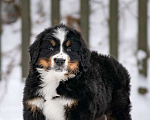 Собаки в Волоколамске: Бернский Зенненхунд, щенок сука РКФ Девочка, 120 000 руб. - фото 2