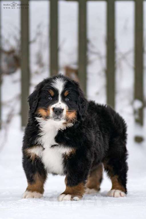 Собаки в Волоколамске: Бернский Зенненхунд, щенок сука РКФ Девочка, 120 000 руб. - фото 2