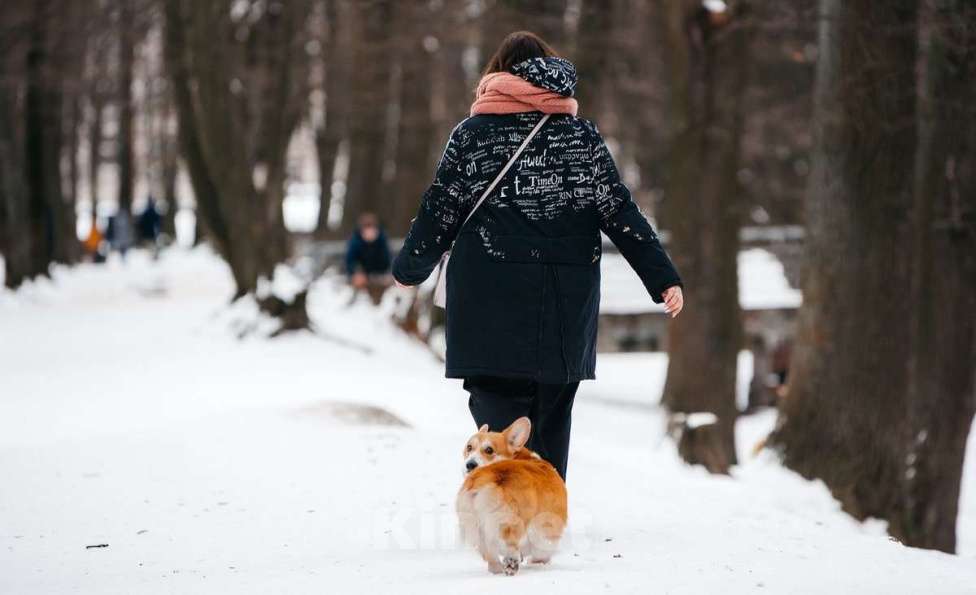 Собаки в Санкт-Петербурге: Вязка прекрасного самца Мальчик, 30 000 руб. - фото 3