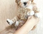 Собаки в Москве: мальтипу мальчик F1  Мальчик, 60 000 руб. - фото 2