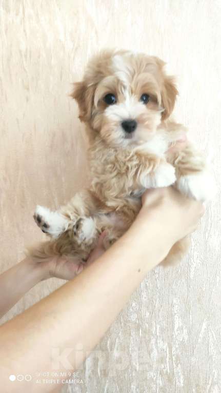 Собаки в Москве: мальтипу мальчик F1  Мальчик, 60 000 руб. - фото 2