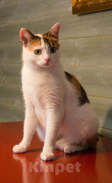 Кошки в Москве: Кото-пёс Маришка окраса калико в добрые руки Девочка, Бесплатно - фото 6