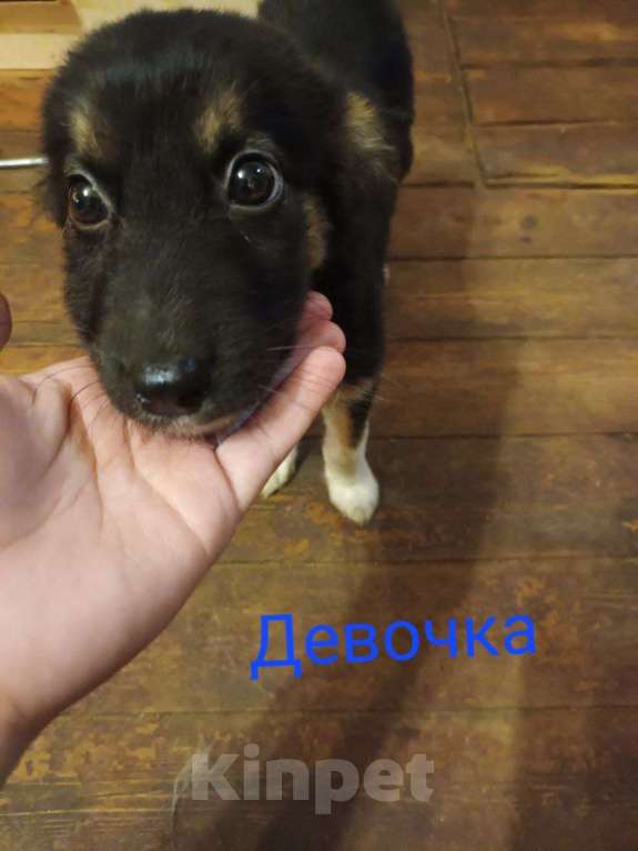 Собаки в Твери: Богиня Девочка, Бесплатно - фото 1